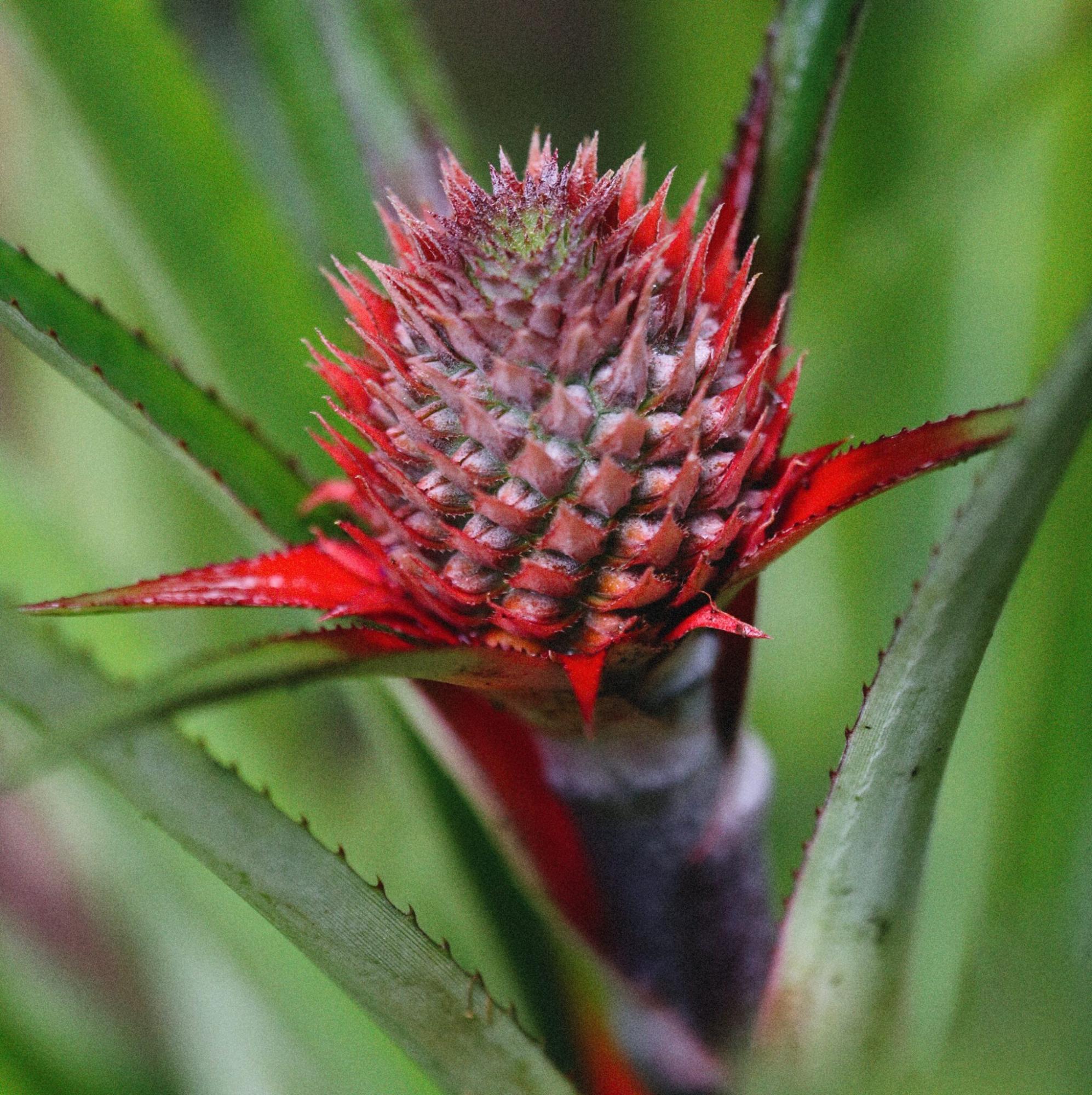 La floraison, la pollinisation et la taille de l'ananas