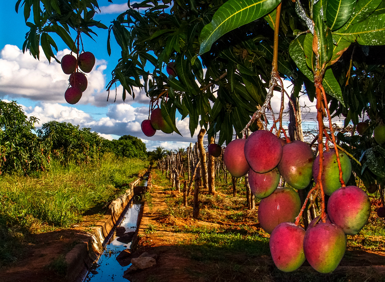 Mango Water Requirements and Irrigation Systems | Wikifarmer