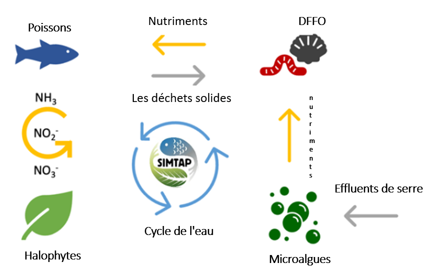 Les algues en tant qu'aliments durables pour l'aquaculture