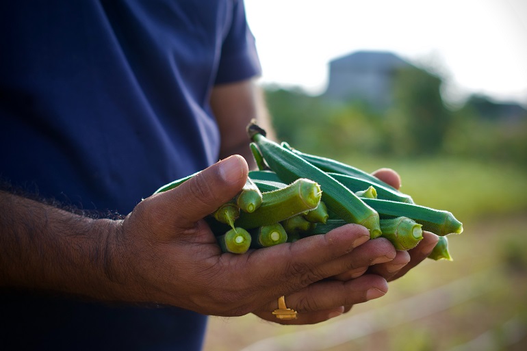 Okra: Harvest, Yield, Storage, and Post-harvest handling