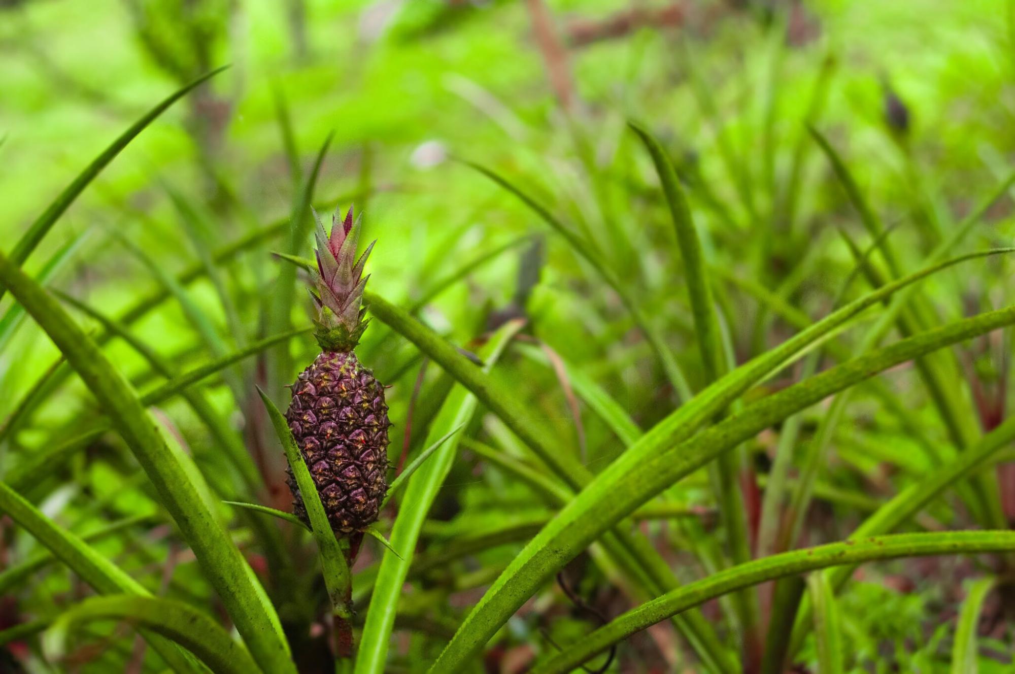 Sélection de variétés d'ananas