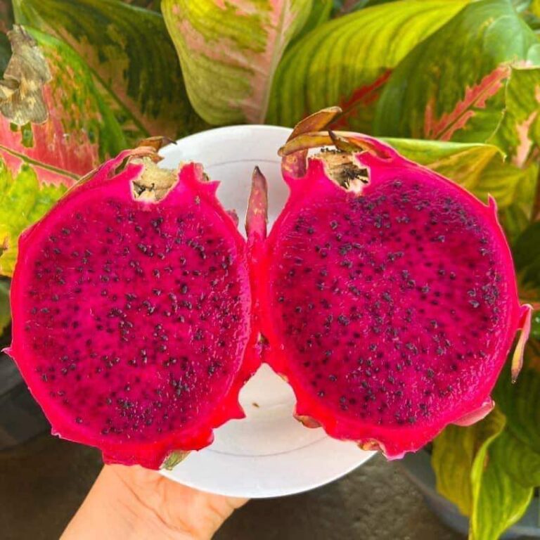 Sélection de variétés de fruits du dragon