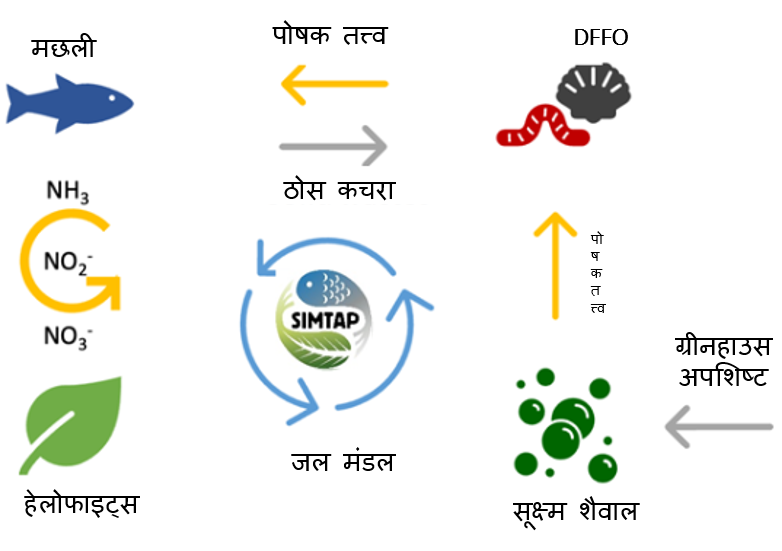जलीय कृषि के लिए एक टिकाऊ फ़ीड के रूप में शैवाल