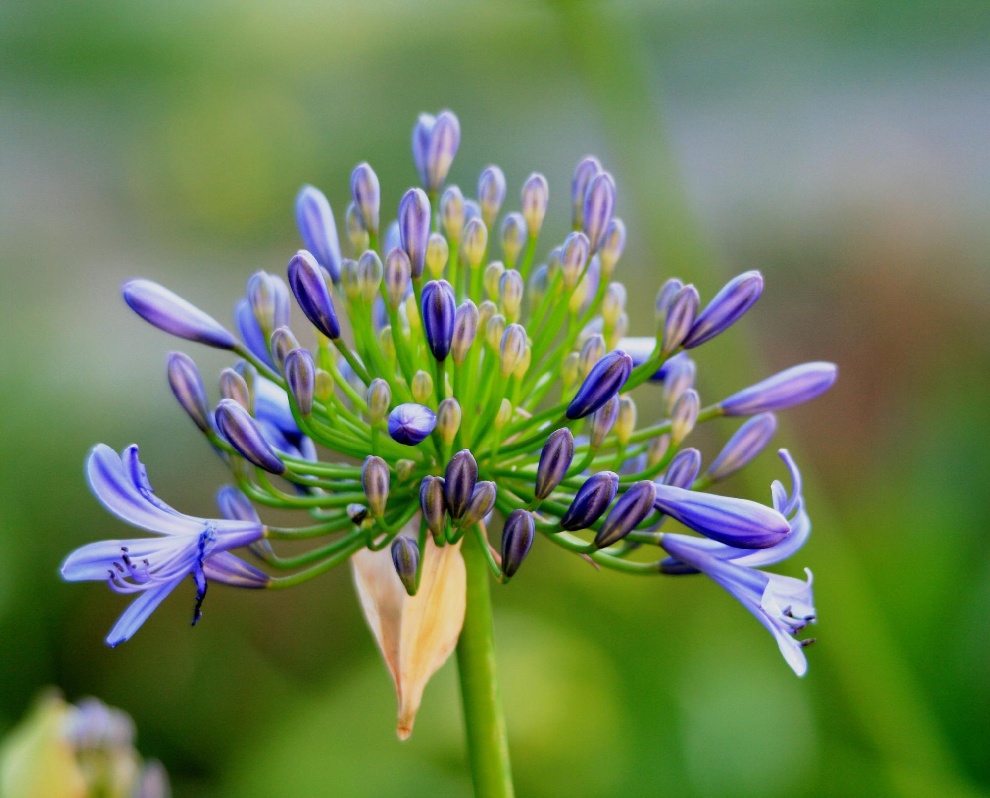 Salt-Tolerant Plants: 10 options for gardens near the sea