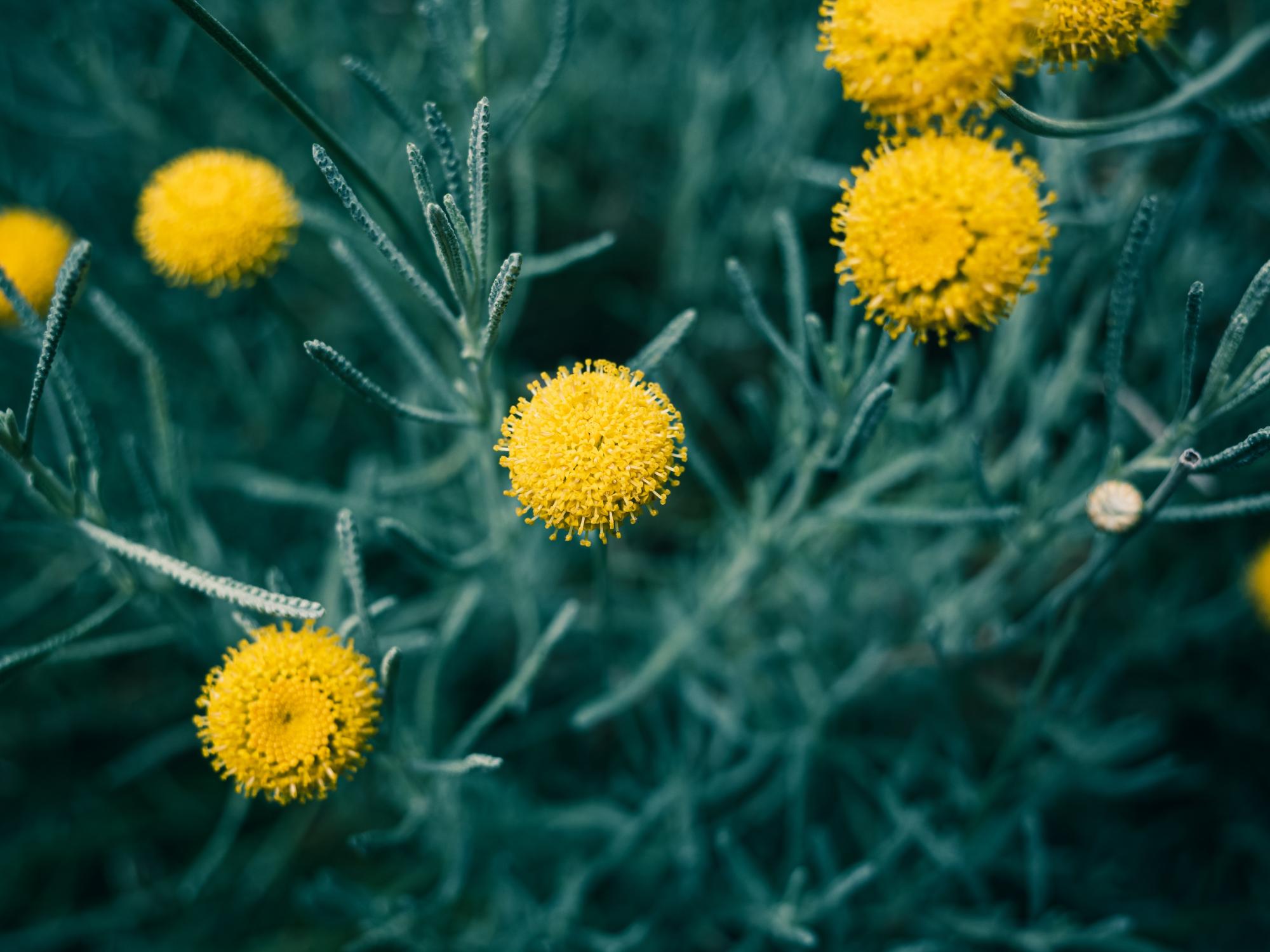 Salt-Tolerant Plants: 10 options for gardens near the sea