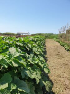 什么是生物循环腐殖质土壤以及其对过渡到生物循环纯素食品生产系统的重要性