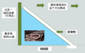 什么是蚯蚓堆肥？其不同类型以及如何监控其生活环境条件