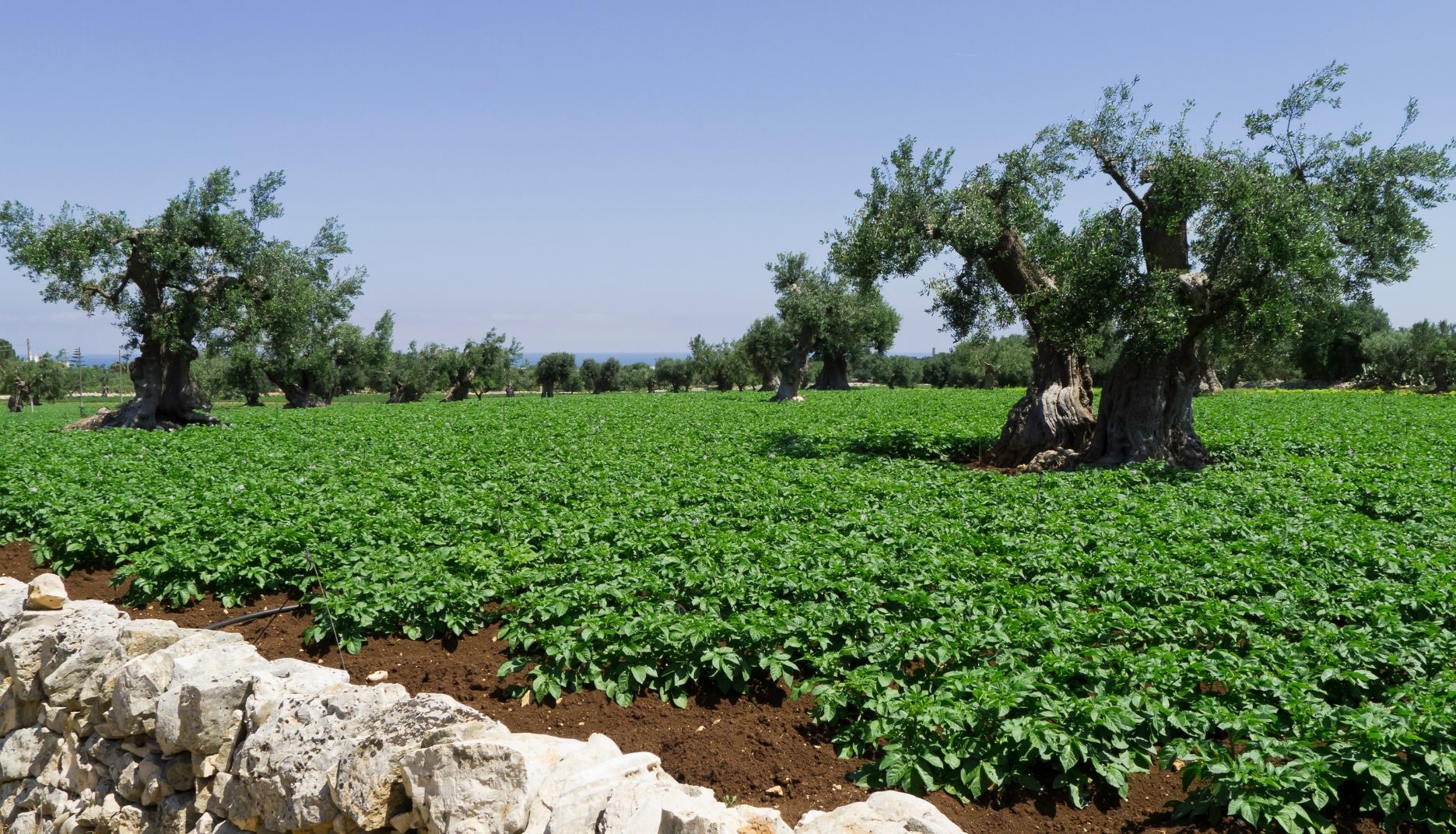 Τι είναι η αειφορική γεωργία Αειφορική Γεωργία: Αρχές και Παραδείγματα