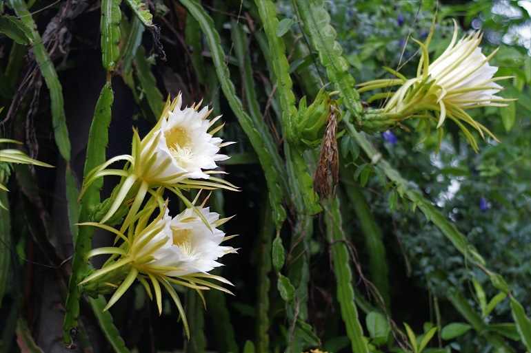 Selective focus shot of dragon fruit flowers (hylocereus undatus) تلقيح فاكهة التنين وانتشارها