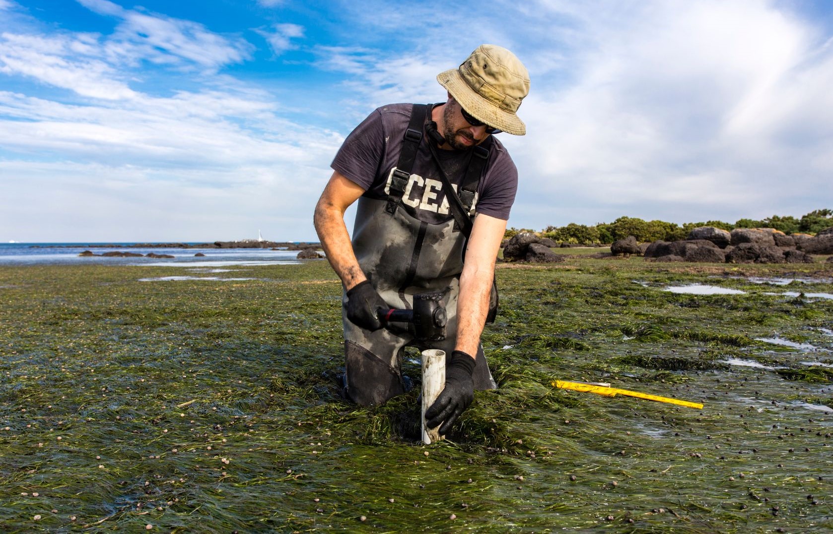 Blue Carbon: A Valuable Tool for Achieving Environmental Sustainability