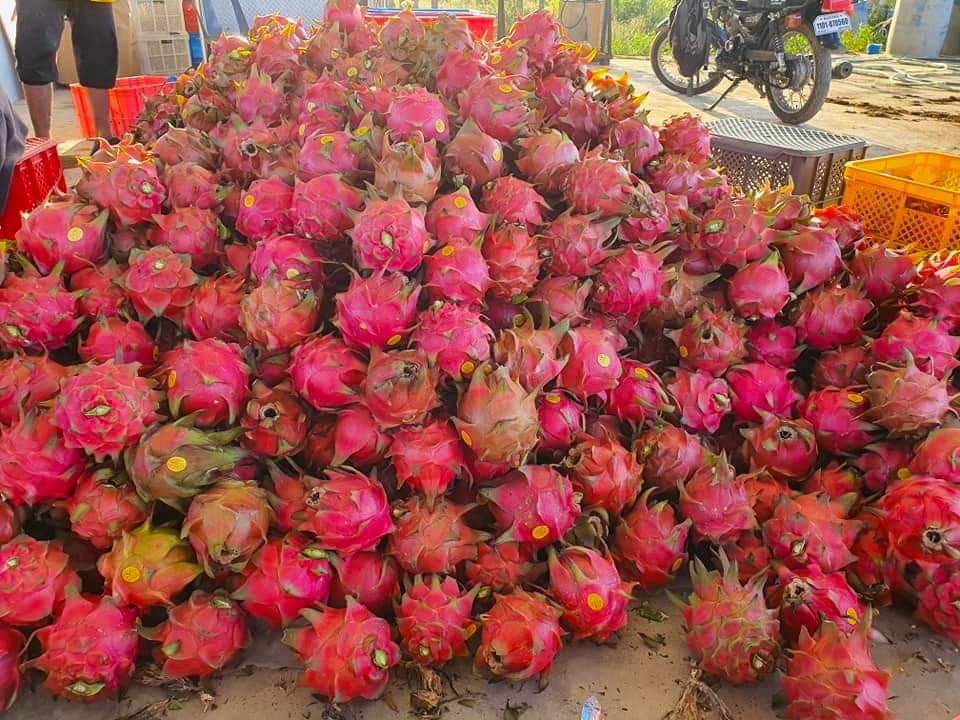 Embalamento, Venda e Exportação de Frutas do Dragão
