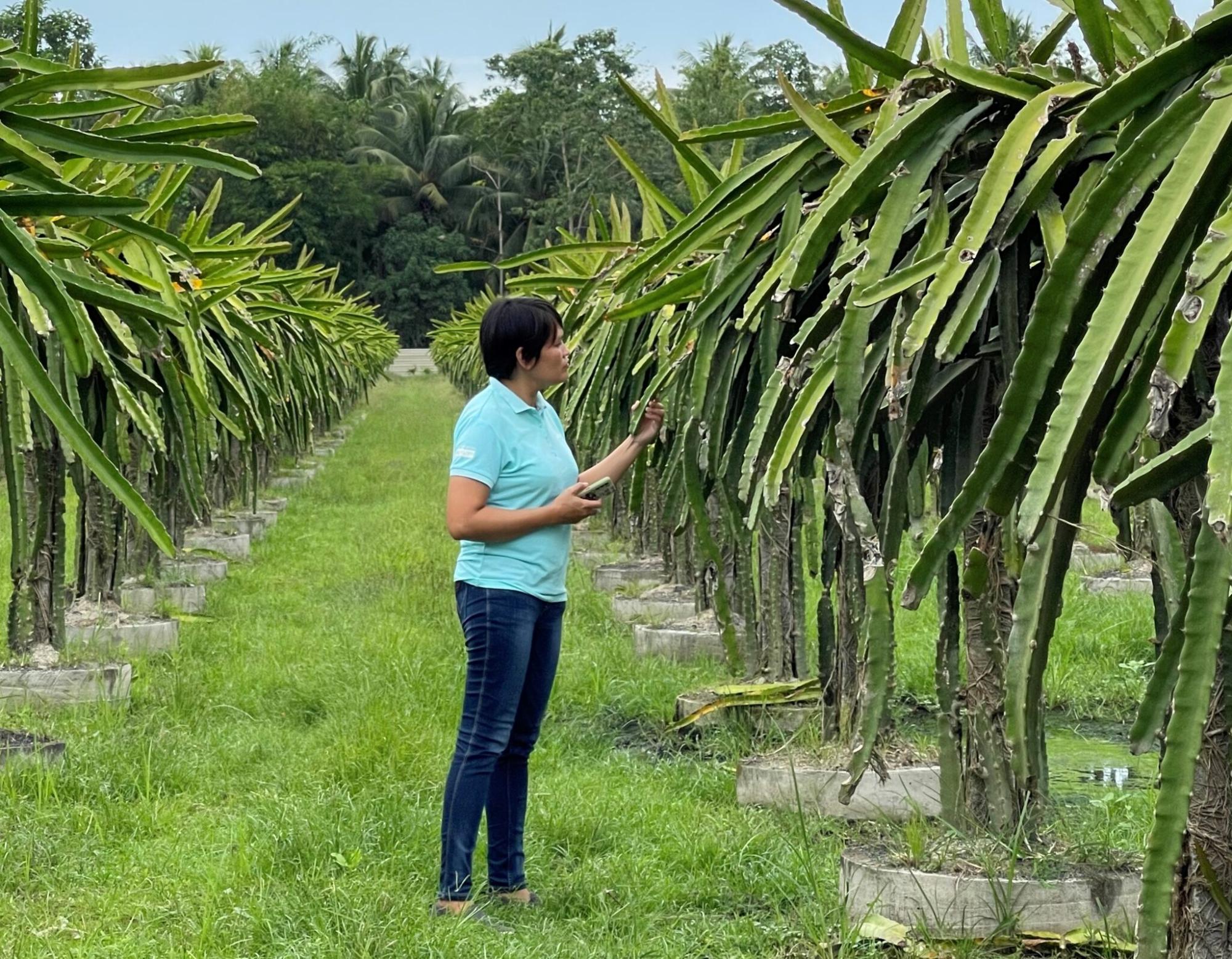 Fertilização da fruta do dragão
