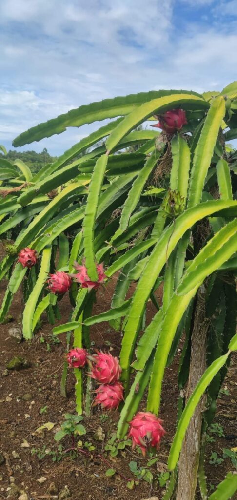 Informações sobre Plantas de Pirulito e Requisitos Ambientais