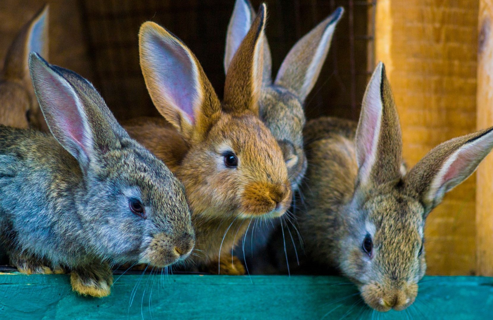 Rabbit Farming: Essential Skills and Knowledge for a Successful Venture |  Wikifarmer