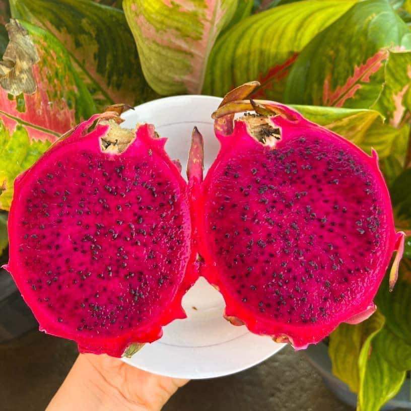 Seleção de Variedades de Frutas do Dragão