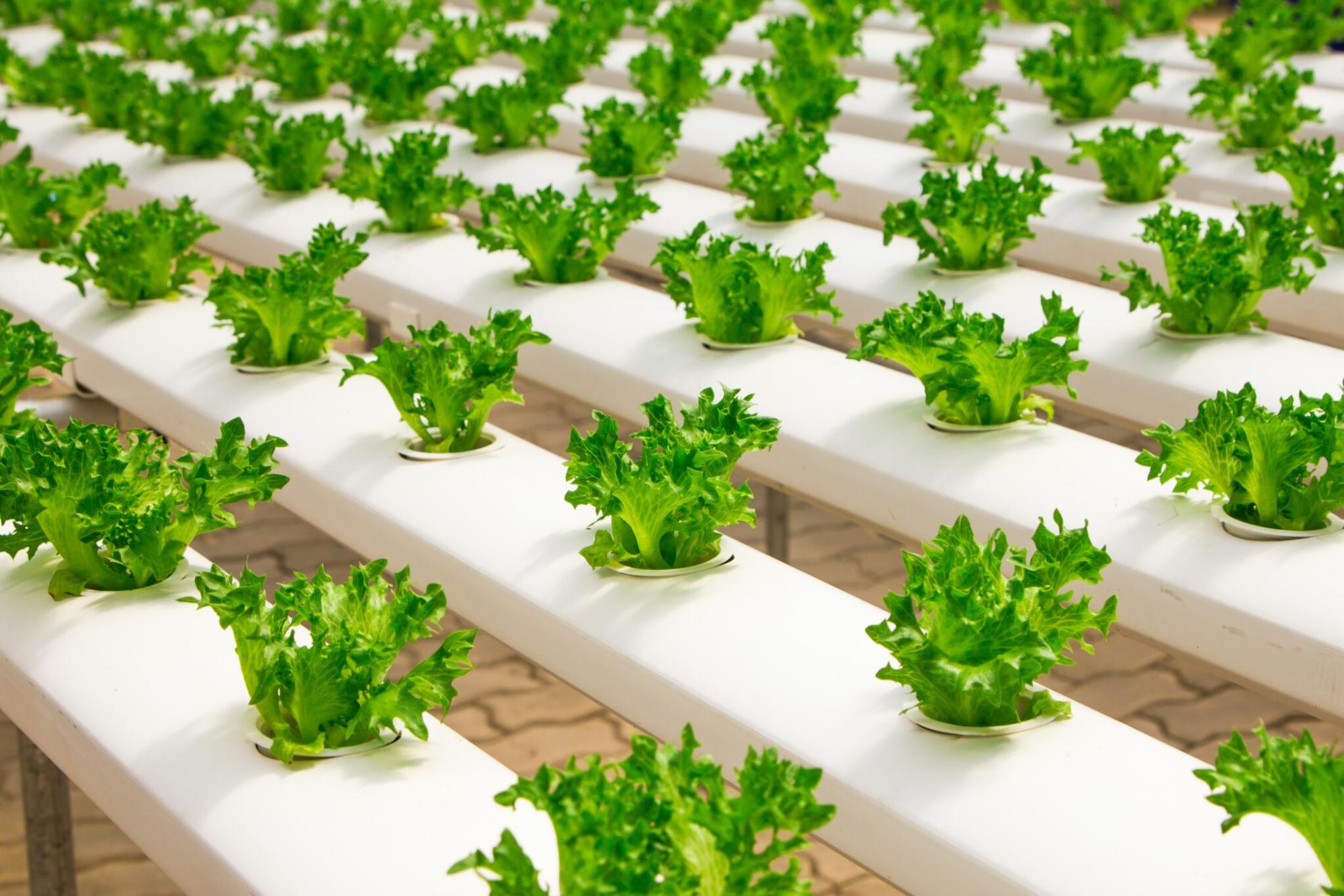 Was ist hydroponische Landwirtschaft?