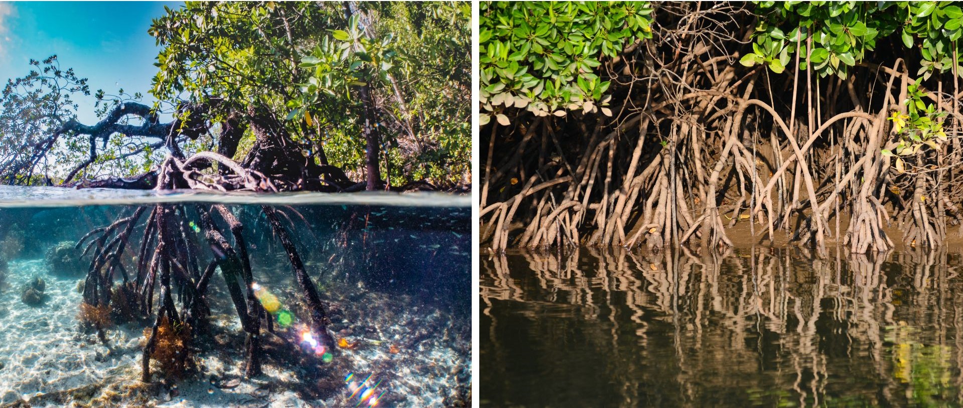 Mangrove Species