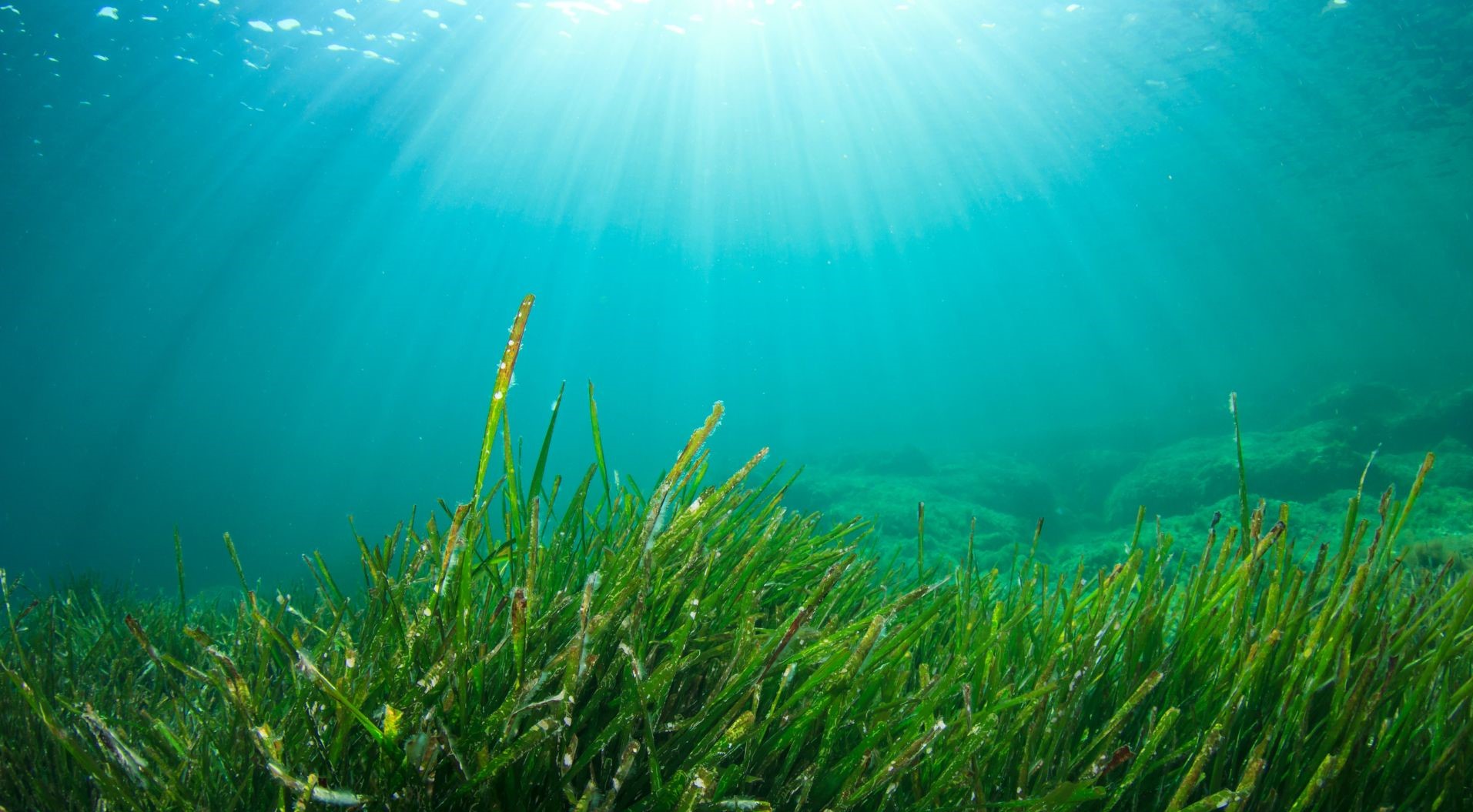 sequestered carbon captured and stored by marine ecosystems