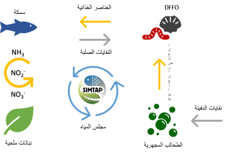 -الطحالب كعلف مستدام لتربية الأحياء المائية