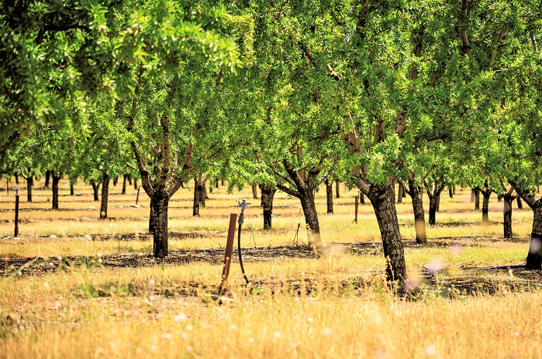 apricot tree orchard खुबानी मिट्टी की आवश्यकताएं, मिट्टी की तैयारी और रोपण