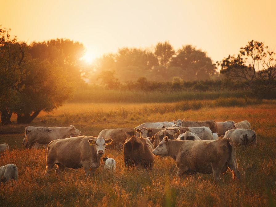 Comment réduire le stress thermique chez les bovins laitiers