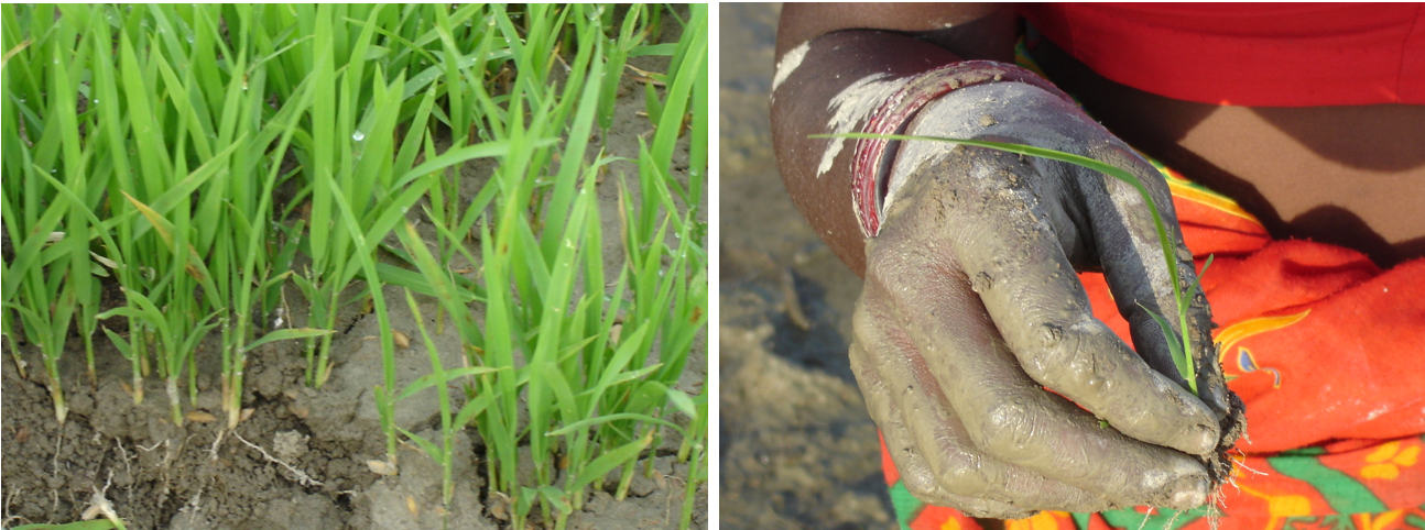 Cultivo sustentável de arroz e método SRI (Sistema de Intensificação de Arroz).3