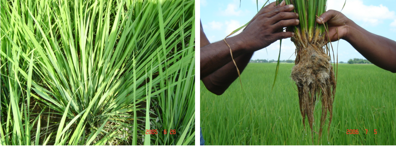 Cultivo sustentável de arroz e método SRI (Sistema de Intensificação de ...