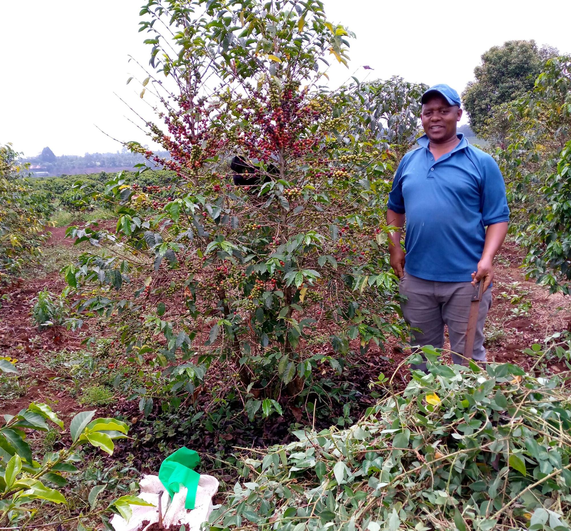 Desmodium-Leguminosen Eine klimaresistente Anpassung im Kaffeeanbau Desmodium-Leguminosen: Eine klimaresistente Anpassung im Kaffeeanbau