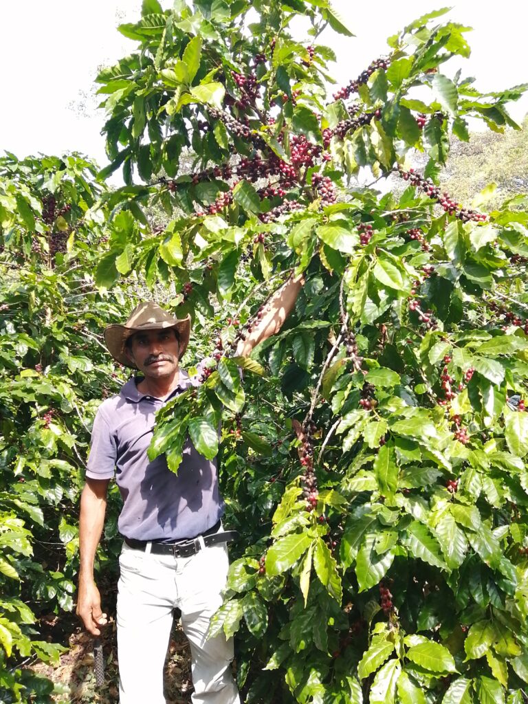 Informationen zur Kaffeepflanze  Morphologie | Wikifarmer