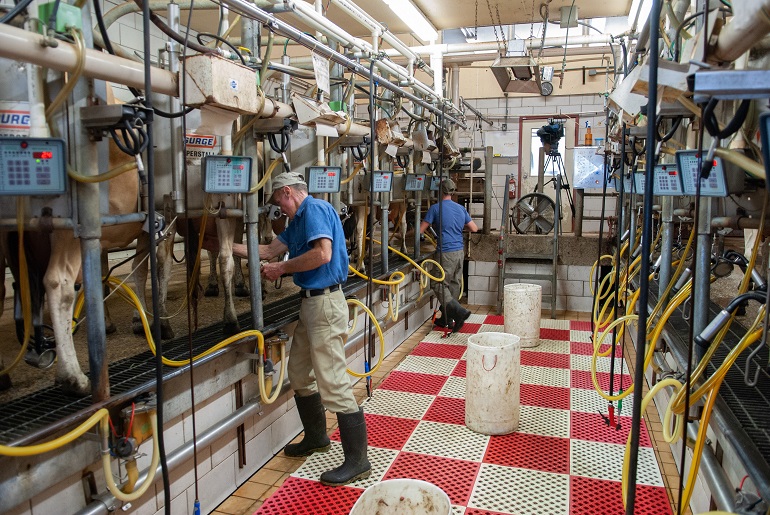La mammite chez les bovins - Causes, symptômes et prise en charge