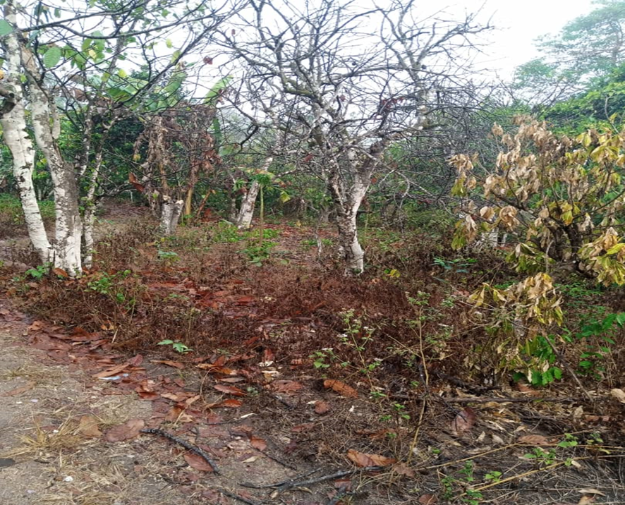 Protección de la Planta del Cacao – Principales Causas de Estrés, Enfermedades y Plagas del Cacao