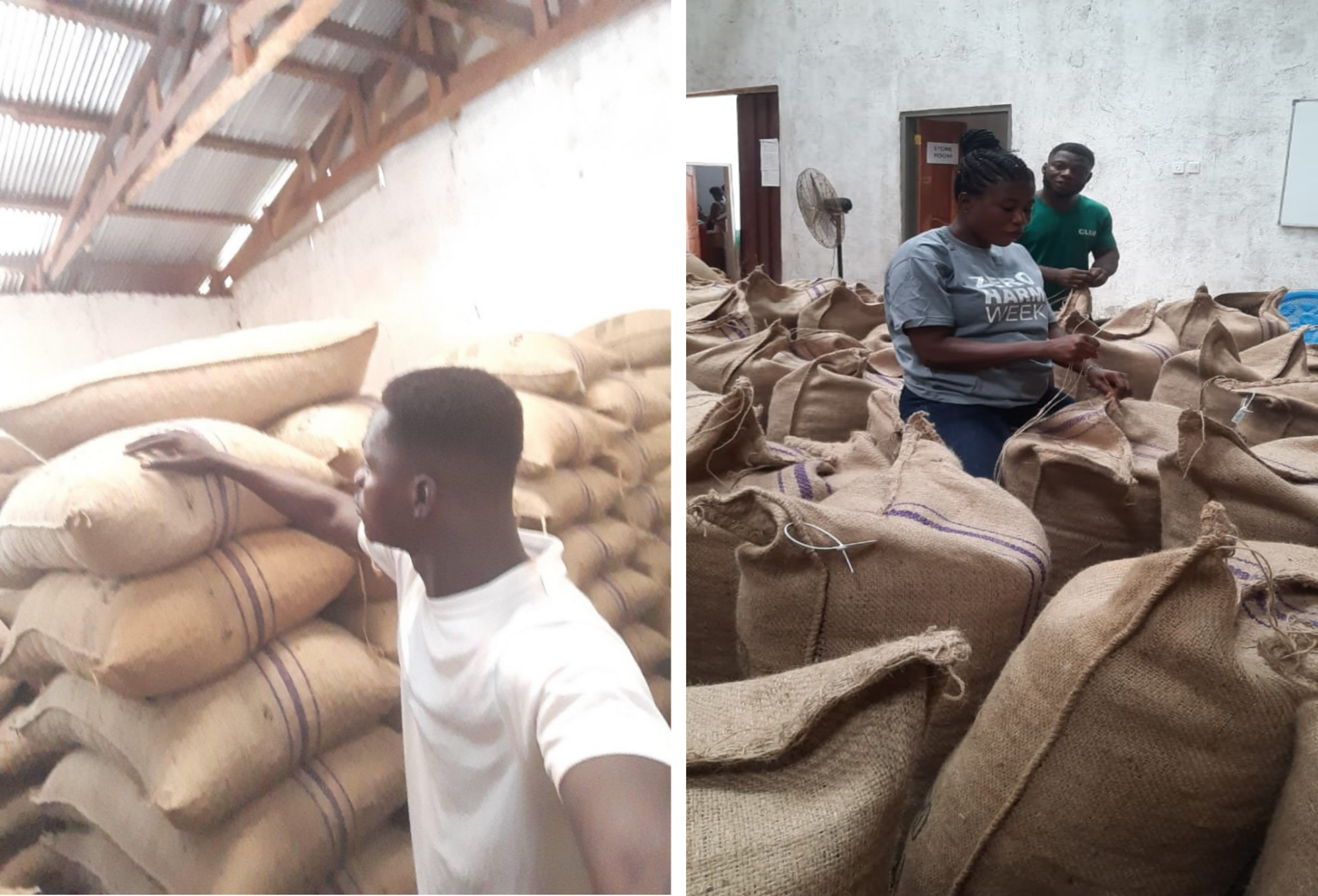 Rendimiento, cosecha, manejo y almacenamiento del cacao