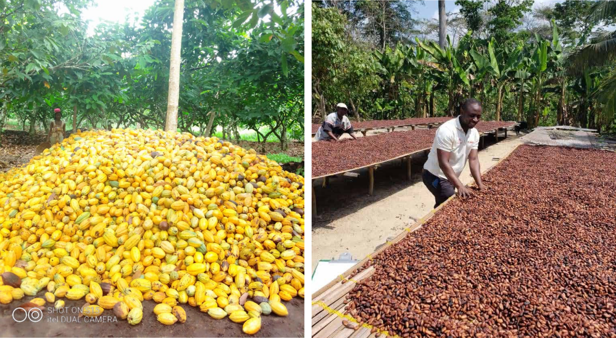 Rendimiento, cosecha, manejo y almacenamiento del cacao