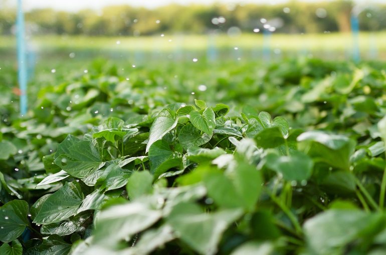 Sweet Potato Water Requirements and Irrigation Systems | Wikifarmer