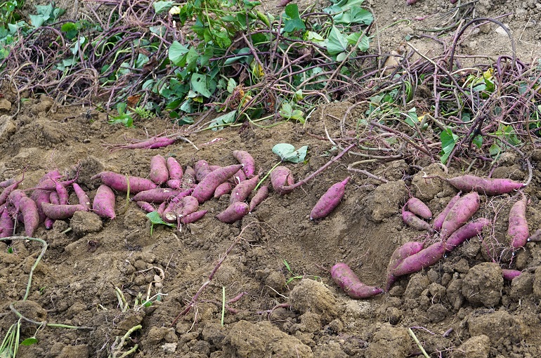 Sweet Potato Yield, Harvest, Curing, and Storage