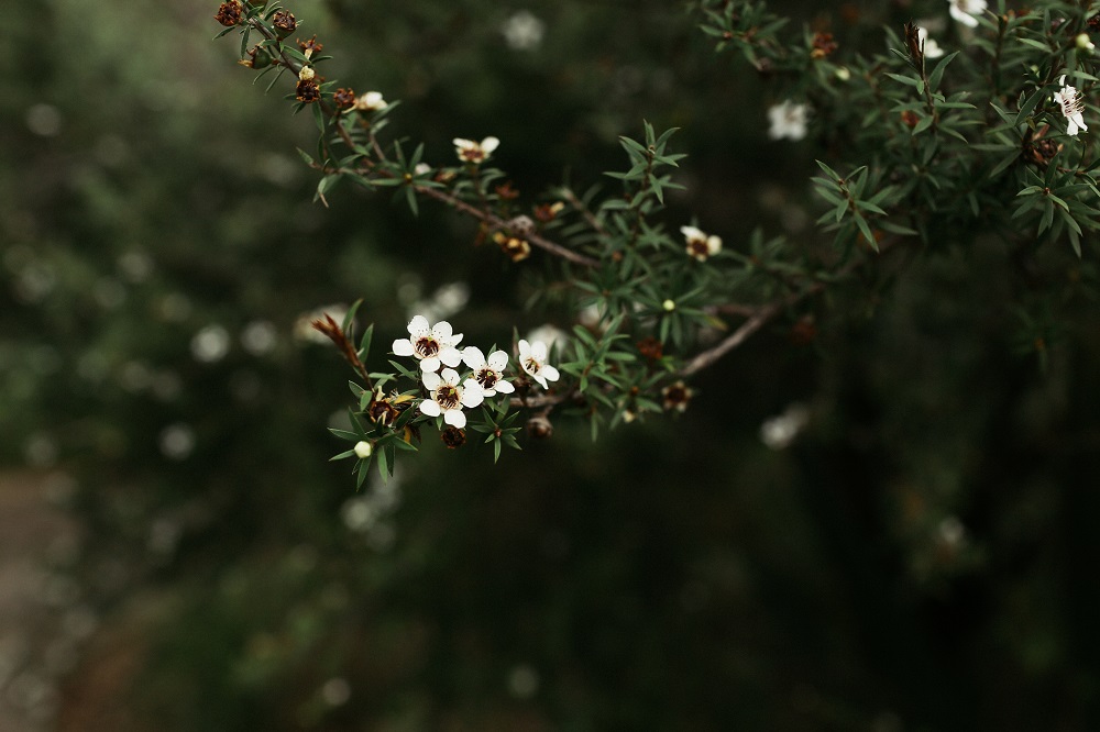 Miel de Manuka