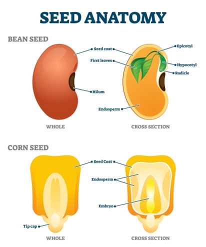 Sexual Propagation Of A Plant - Everything Around Seeds 