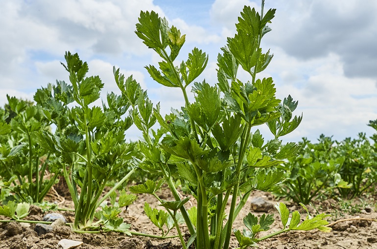 Growing celery Σέλερι: Προετοιμασία εδάφους, Απαιτήσεις εδάφους και Απαιτήσεις σποράς