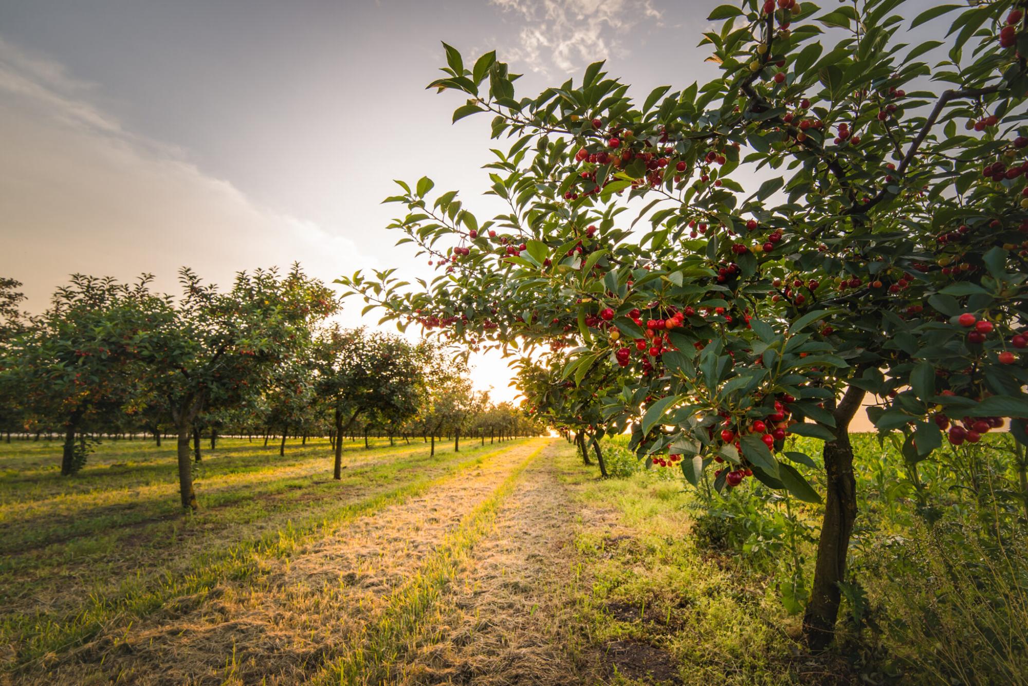 Cherries on orchard tree चेरी ट्री ट्रेनिंग, प्रूनिंग और फ्रूट थिनिंग