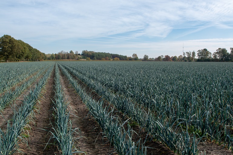 Field with growing leek onion plants लीक उर्वरक आवश्यकताएँ
