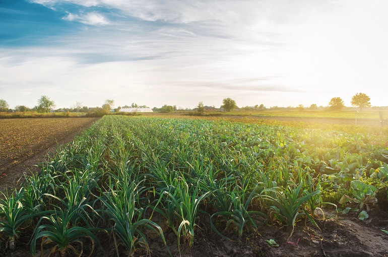 Leek plantations in the bright sunny day. Growing organic vegetables. Eco-friendly products. Agriculture and farming. Agribusiness. Plantation cultivation. Selective focus व्यावसायिक लीक की खेती-लाभ के लिए लीक्स कैसे उगाएं