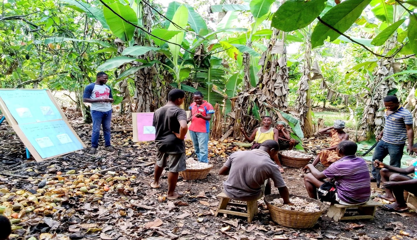 Cacao Certification as a driving force for adopting Improved Farming Technologies in Ghana, Africa