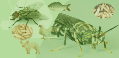 insectes 