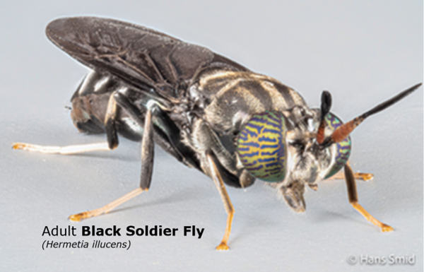 insectes 