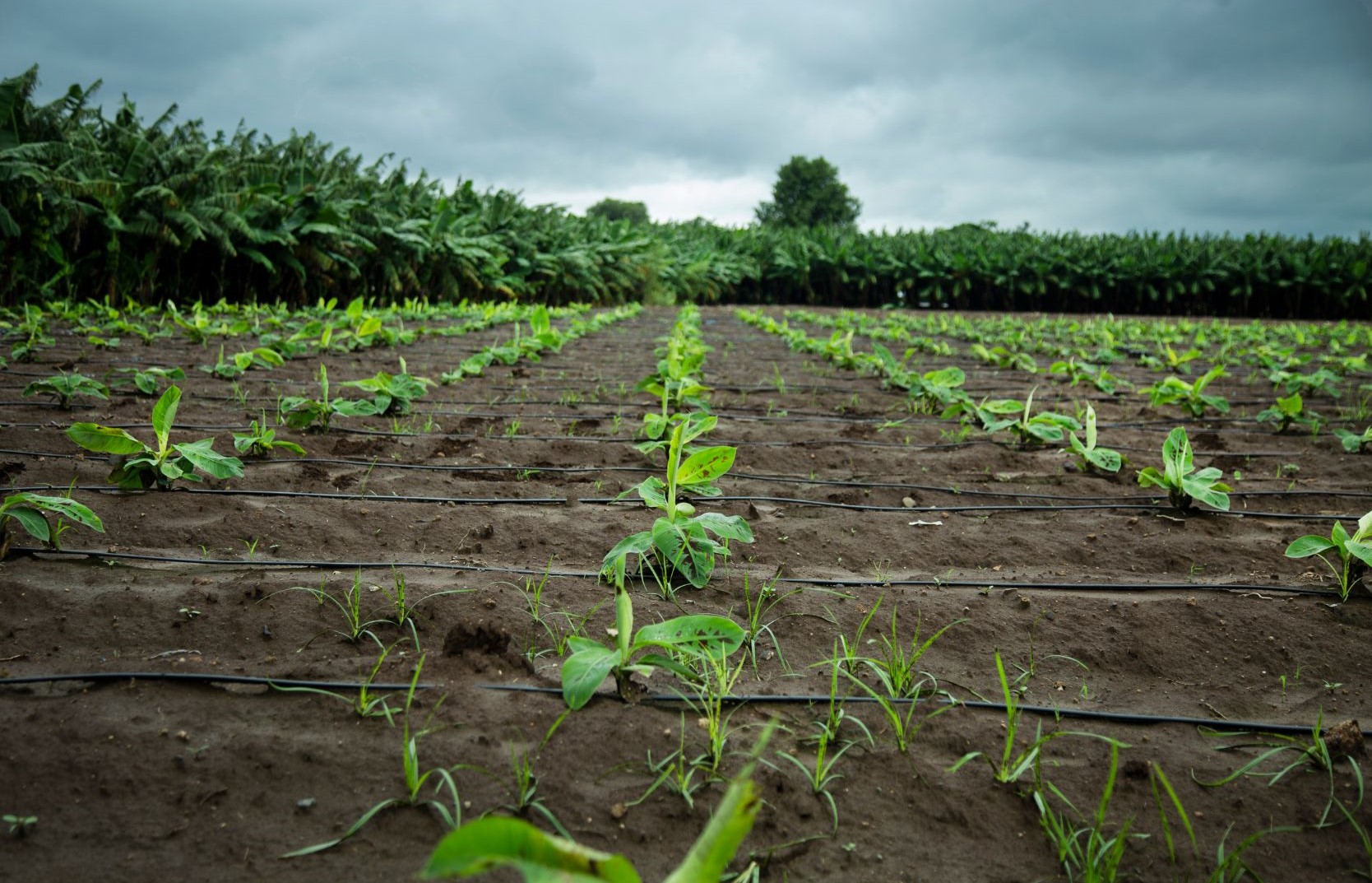 Distâncias de Plantação de Banana e Sistemas de Apoio