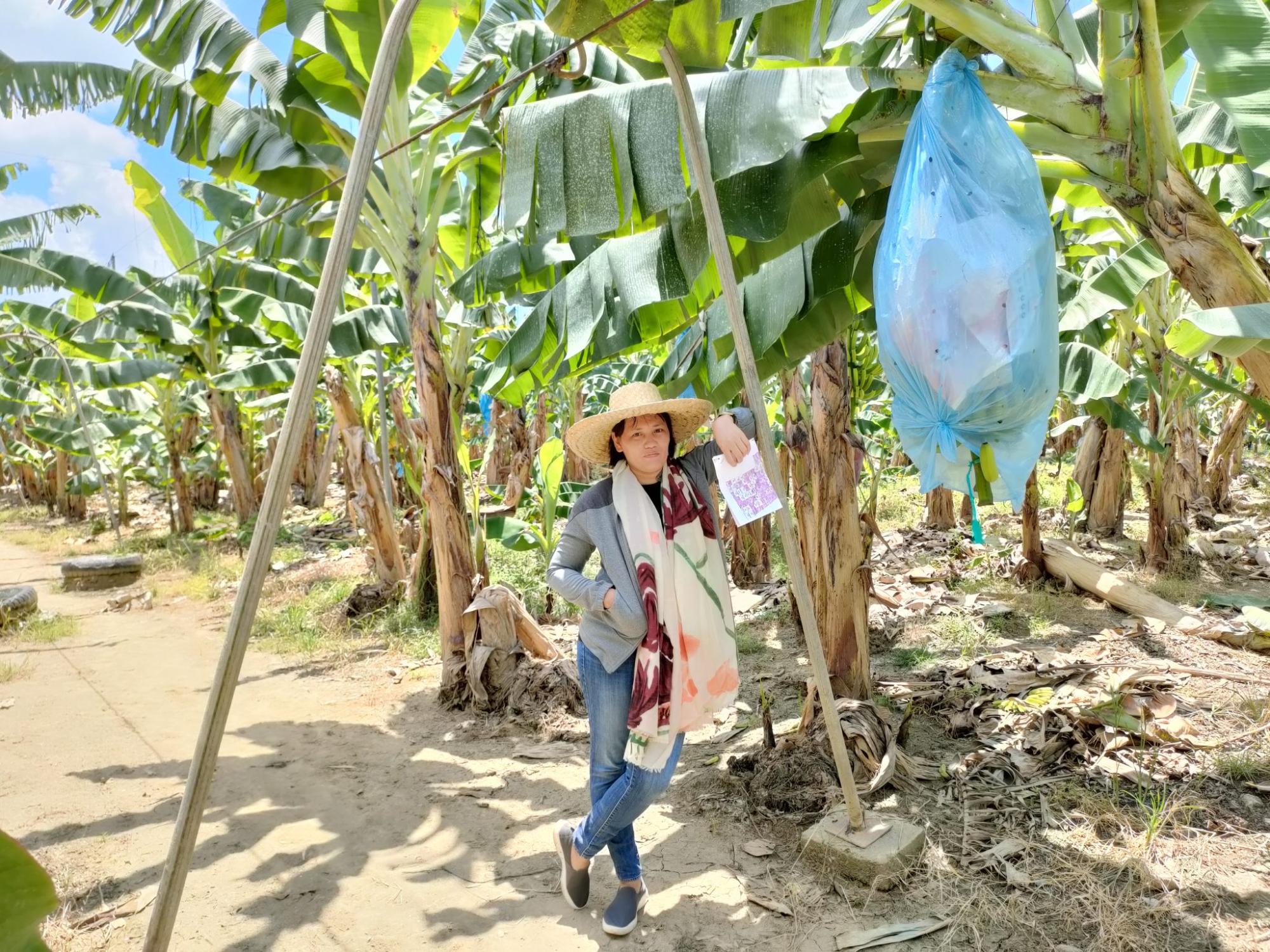  Distâncias de Plantação de Banana e Sistemas de Apoio.