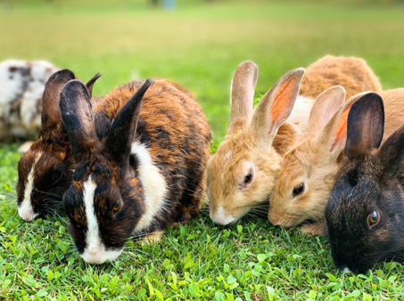 L'élevage de lapins