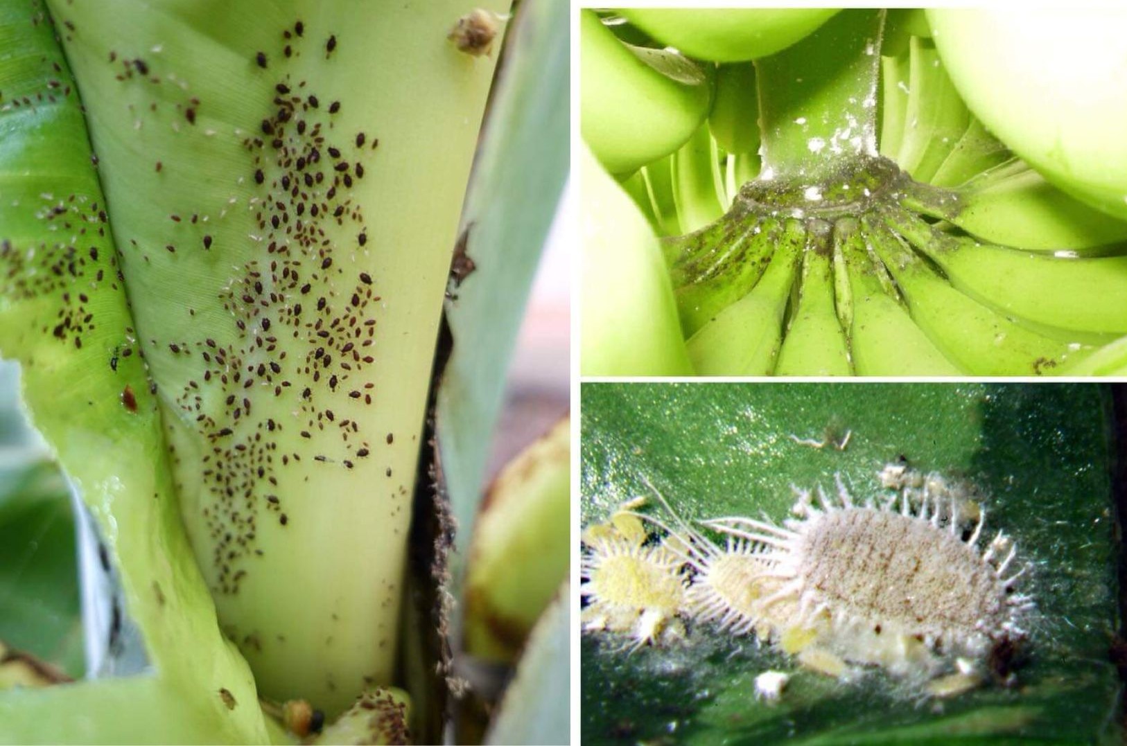 Proteção de Bananeiras - Pragas comuns de bananeiras