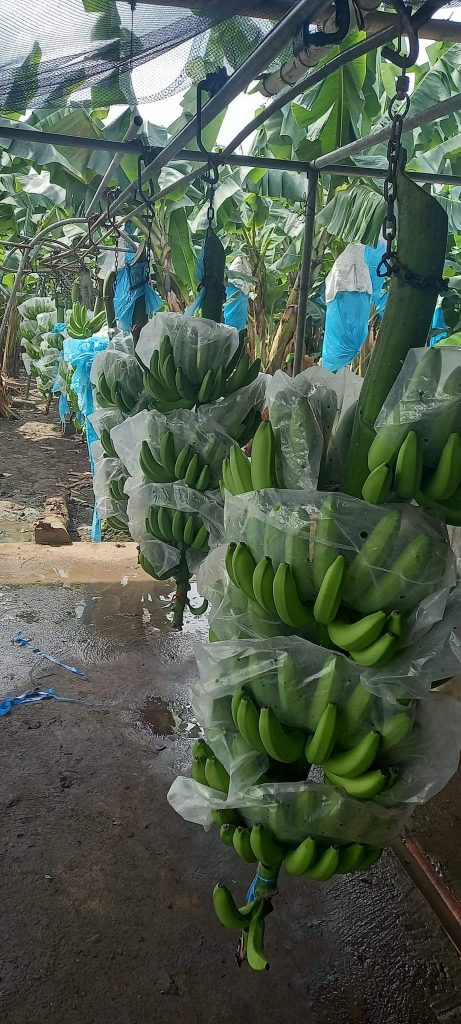 Rendimento, Colheita, Processamento e Armazenamento da Banana