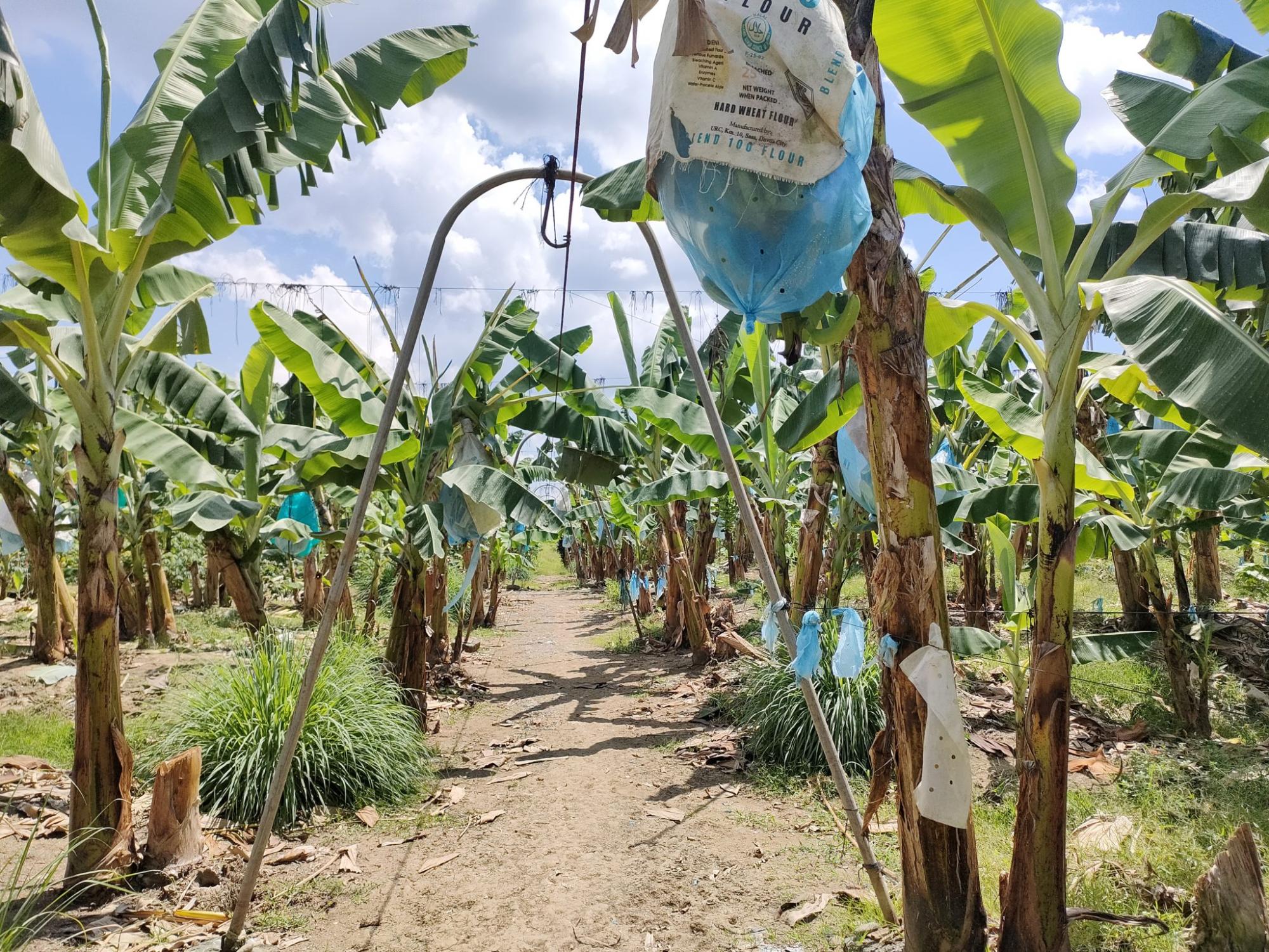 Rendimento, Colheita, Processamento e Armazenamento da Banana
